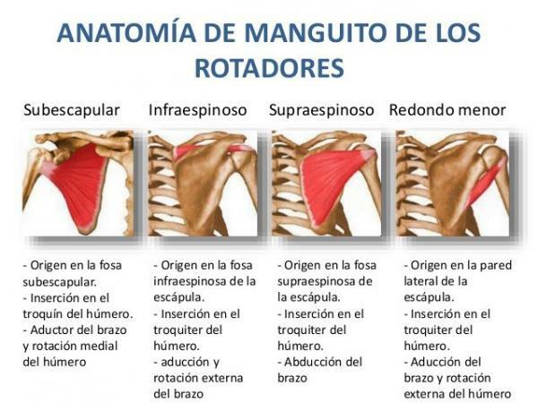 Shoulder Muscles - What is the Rotator Cuff?