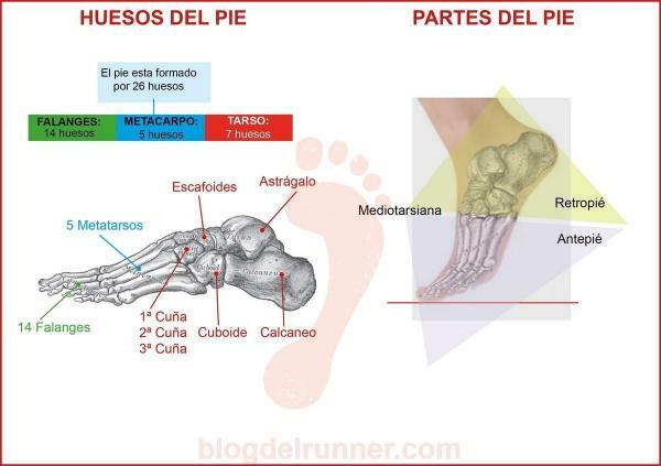 All Names of Foot Bones - Parts of the Foot