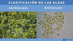 Classification of algae