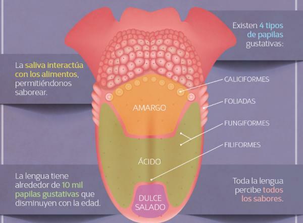 Sanseorganer og deres deler - Smak og delene av tungen