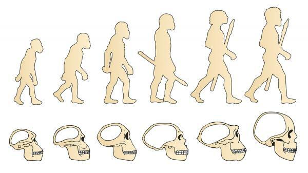 Происхождение и эволюция человека: резюме