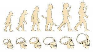 Origin and evolution of man: summary
