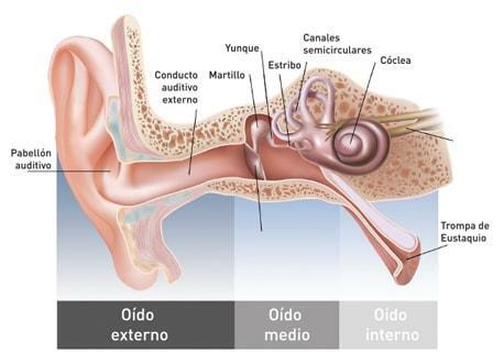 Delar av örat och delar av örat