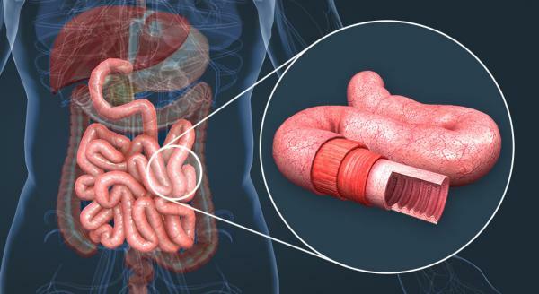 Organs of the digestive system - Small intestine