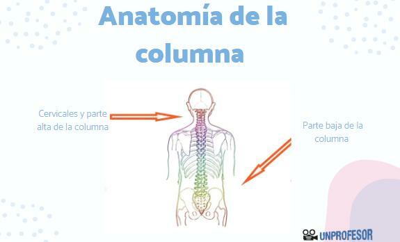 Spinale anatomie
