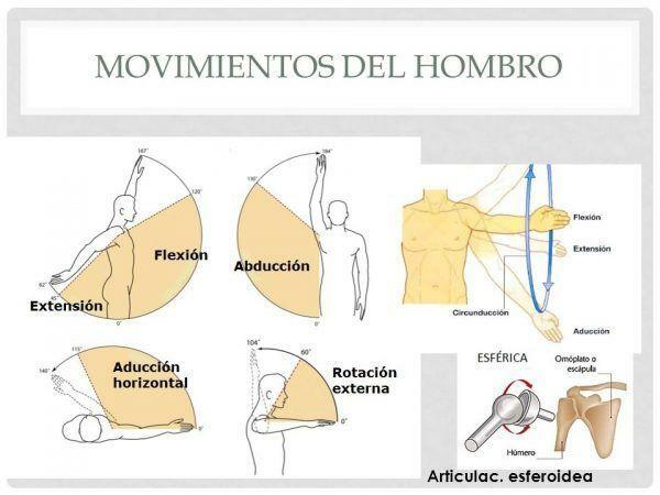 Раменни мускули - Движения на мускулите на раменете