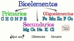 BIOELEMENTSの分類