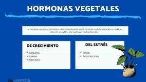 What are VEGETABLE HORMONES and how are they classified?