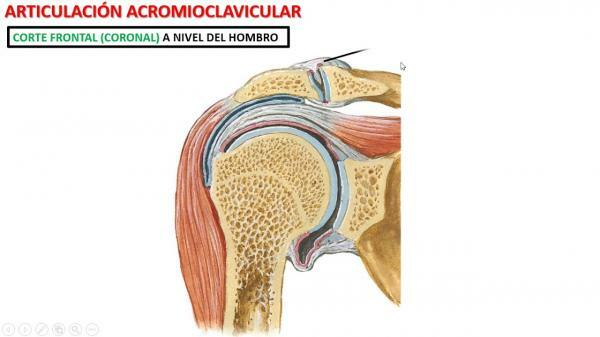 Axelfogar - Acromioclavicular Joint