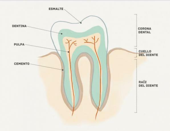 Hva er delene av tennene?