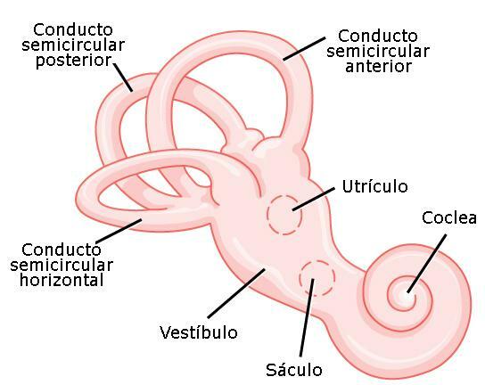 Iekšējā auss: daļas un funkcijas - kaulainais labirints, viena no iekšējās auss daļām