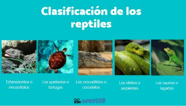 Classification of reptiles