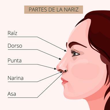 Parti del naso