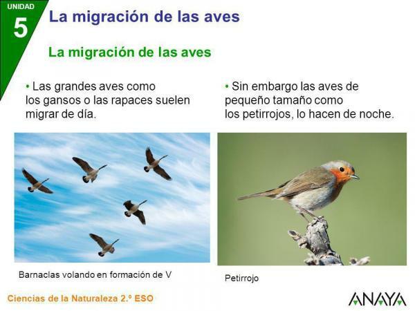 Vogeltrek: definitie en belang voor het milieu - Soorten trekvogels