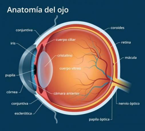insan gözü anatomisi