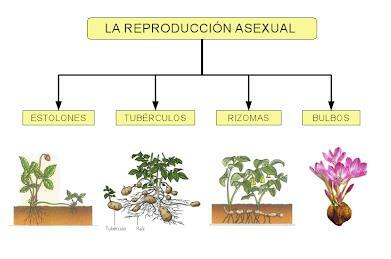 What is asexual reproduction: with examples