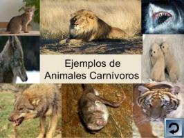 LIST of carnivorous animals