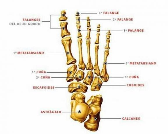 All the names of the foot bones