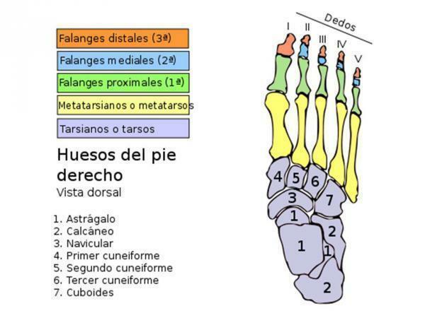 Názvy kostí nohy - Názvy kostí nohy