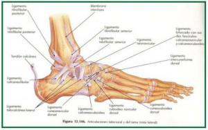 List with the LIGAMENTS of the FOOT