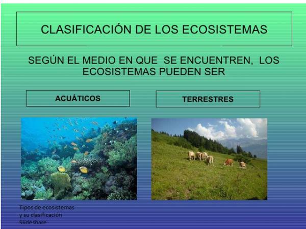 Ökosüsteemi klassifikatsioon
