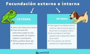 7 differences between EXTERNAL and INTERNAL fertilization