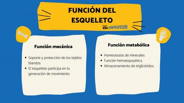 Skeletal functions - Metabolic functions of the skeleton