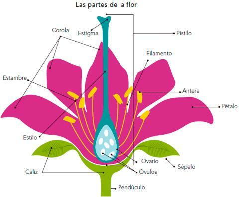 The parts of a flower and their functions
