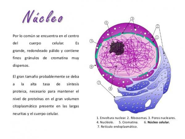 What is the nucleus of the neuron like - What is inside the nucleus of the neuron?