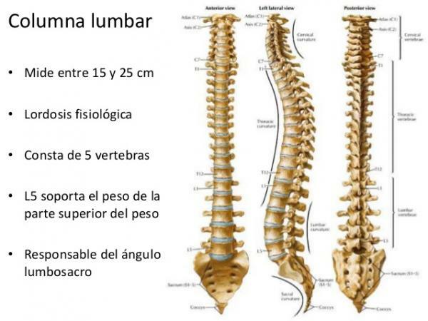 The types of vertebrae - Lumbar vertebrae, another of the vertebra types
