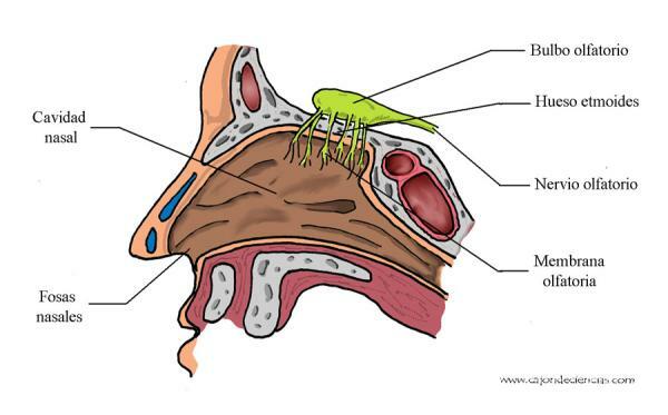感覚器官とその部分-嗅覚と鼻の部分