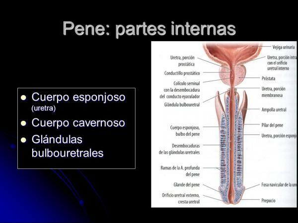 Časti penisu - Aké sú vnútorné časti penisu?