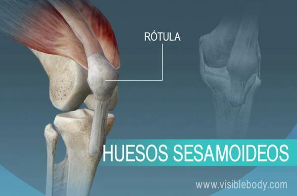 인체 뼈의 종류 - Sesamoid 뼈