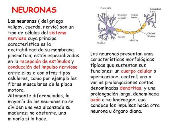 What are the parts of neurons? - Scheme with images - What are neurons?
