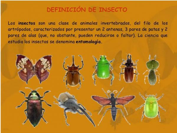Класификация на насекомите - Какво представляват насекомите?