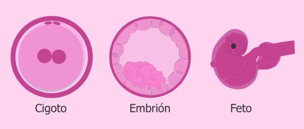 Stages of the zygote - Difference between zygote, embryo and fetus