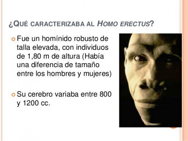 Homo erectus: ลักษณะทางกายภาพและวัฒนธรรม - ใครคือ Homo erectus?