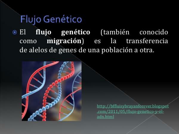 Aliran gen: definisi dan contoh - Apa itu aliran gen atau aliran gen? 