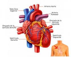 Delen van het hart en hun functies