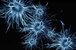 What are the parts of neurons?
