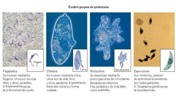 Protozoonların sınıflandırılması - Rhizopods veya Sarcodinos 
