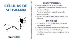 Клітини SCHWANN: функції та характеристики