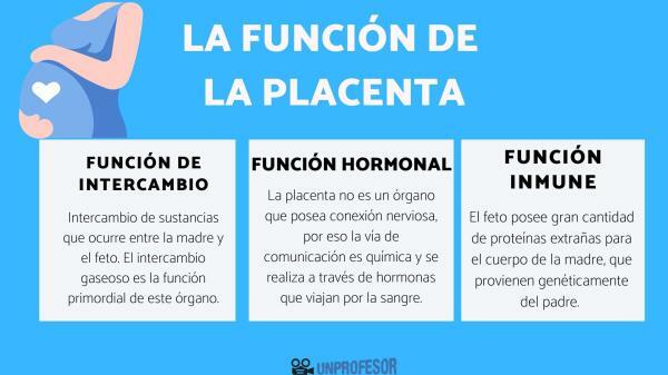 Функция на плацентата - Каква е функцията на плацентата