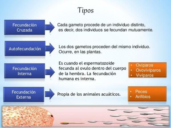 Phases of fertilization - Summary - Types of fertilization