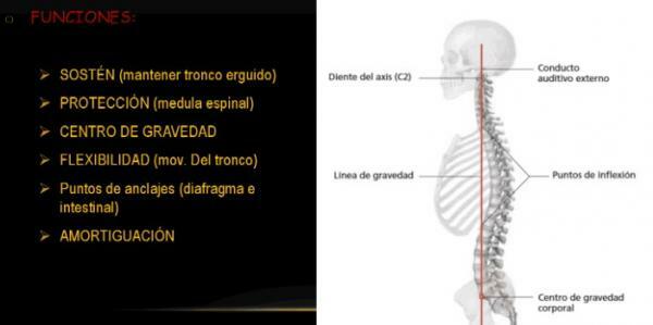 Fungsi tulang belakang - Tulang belakang dalam gerakan dan penggerak