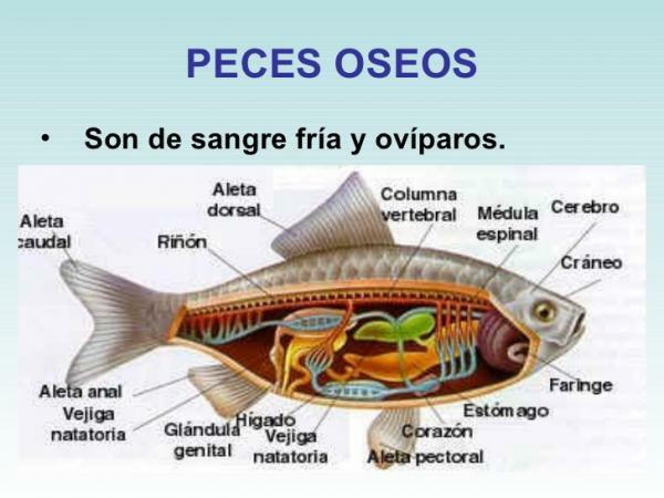 Classification of fish - The octeitians or bony fish