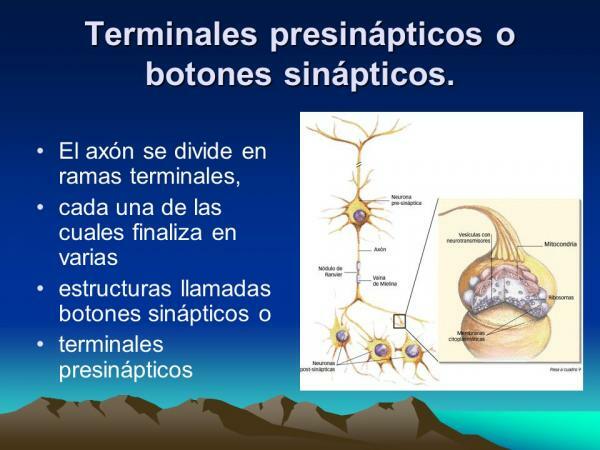 Struktur neuron - Tombol sinaptik