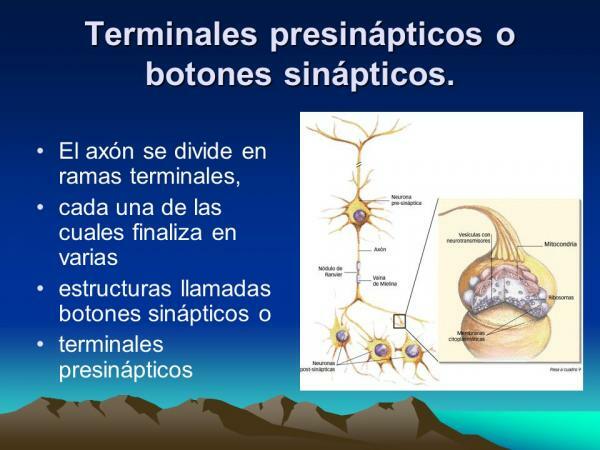 Structura neuronului - butoane sinaptice