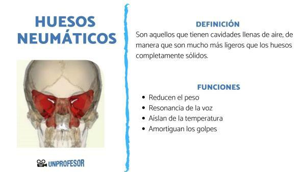 Pneumatske kosti i njihova funkcija - Funkcija pneumatskih kostiju
