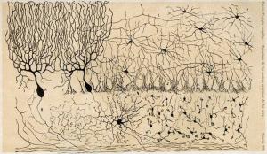 Ramón y Cajal descreveu o cérebro com esses desenhos